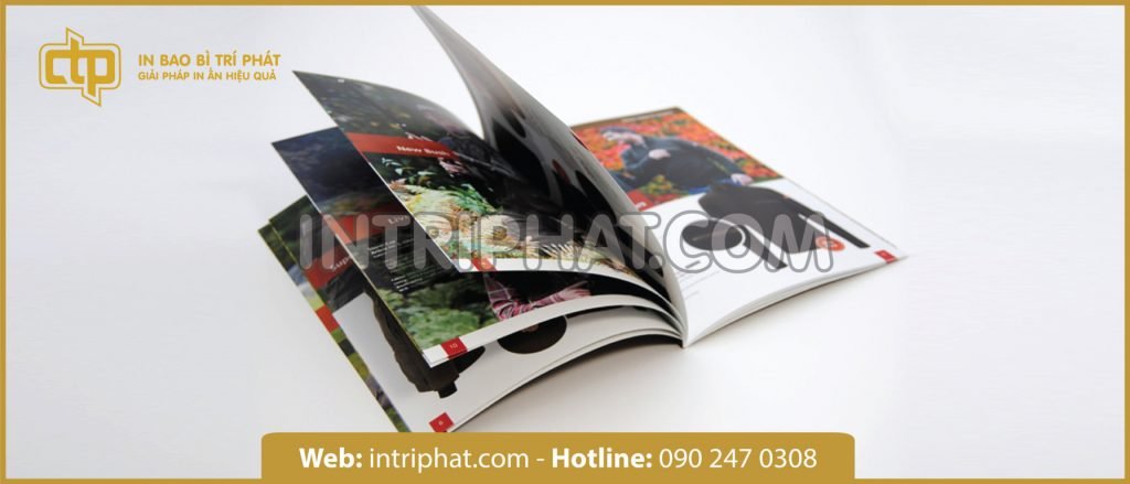 in catalogue đẹp